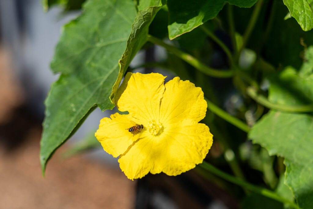 Luffa gourds bloom with bee